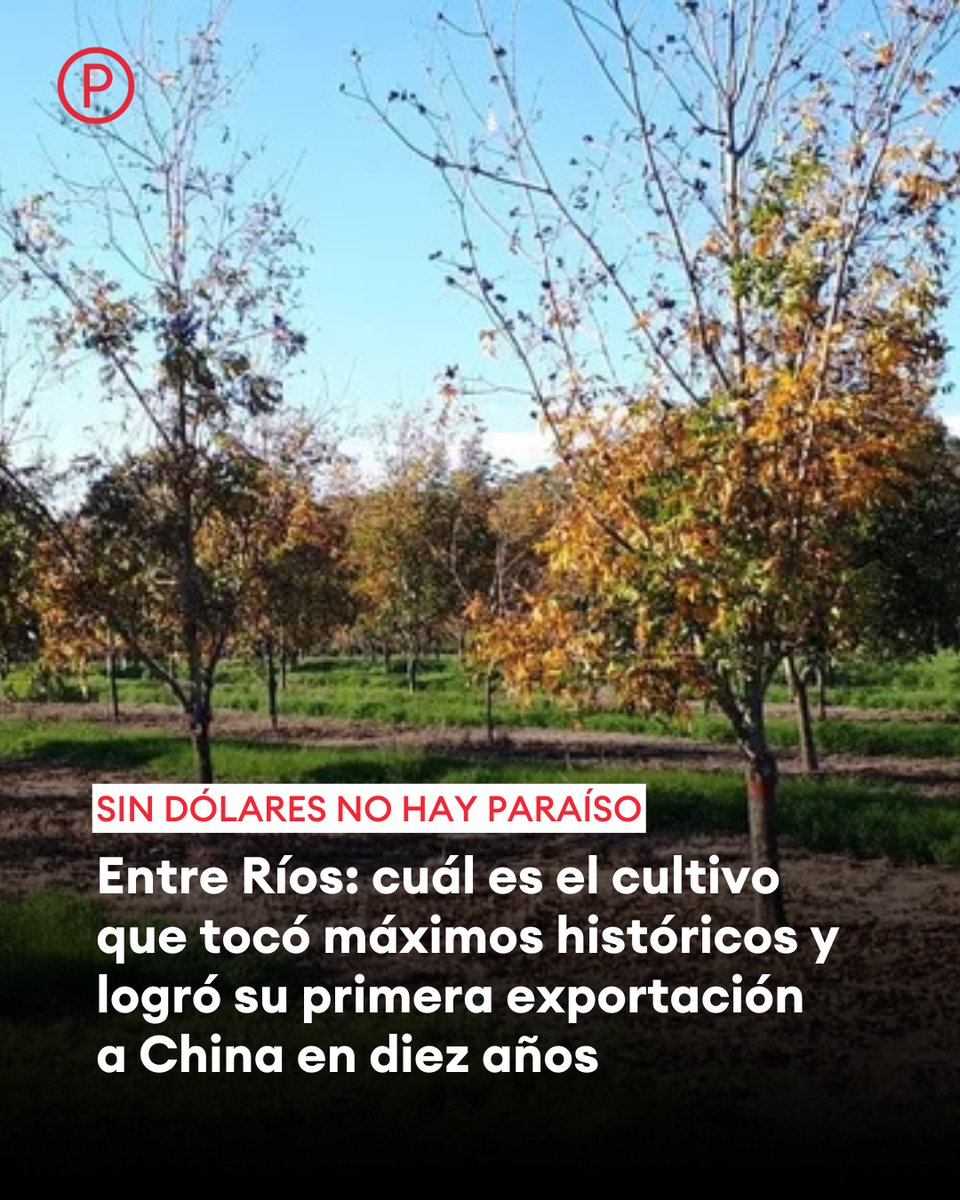 SIN DÓLARES NO HAY PARAÍSO 🇦🇷 🇨🇳 Entre Ríos lidera la producción local de nuez pecán, el fruto seco estrella de la Argentina que ya se exporta también a China

📌 Las dos zonas clave y el peso del mercado externo

🔗 letrap.com.ar/c5420641
✍️ <a href="/LauraTerenzano/">Laura Terenzano 💚</a>
