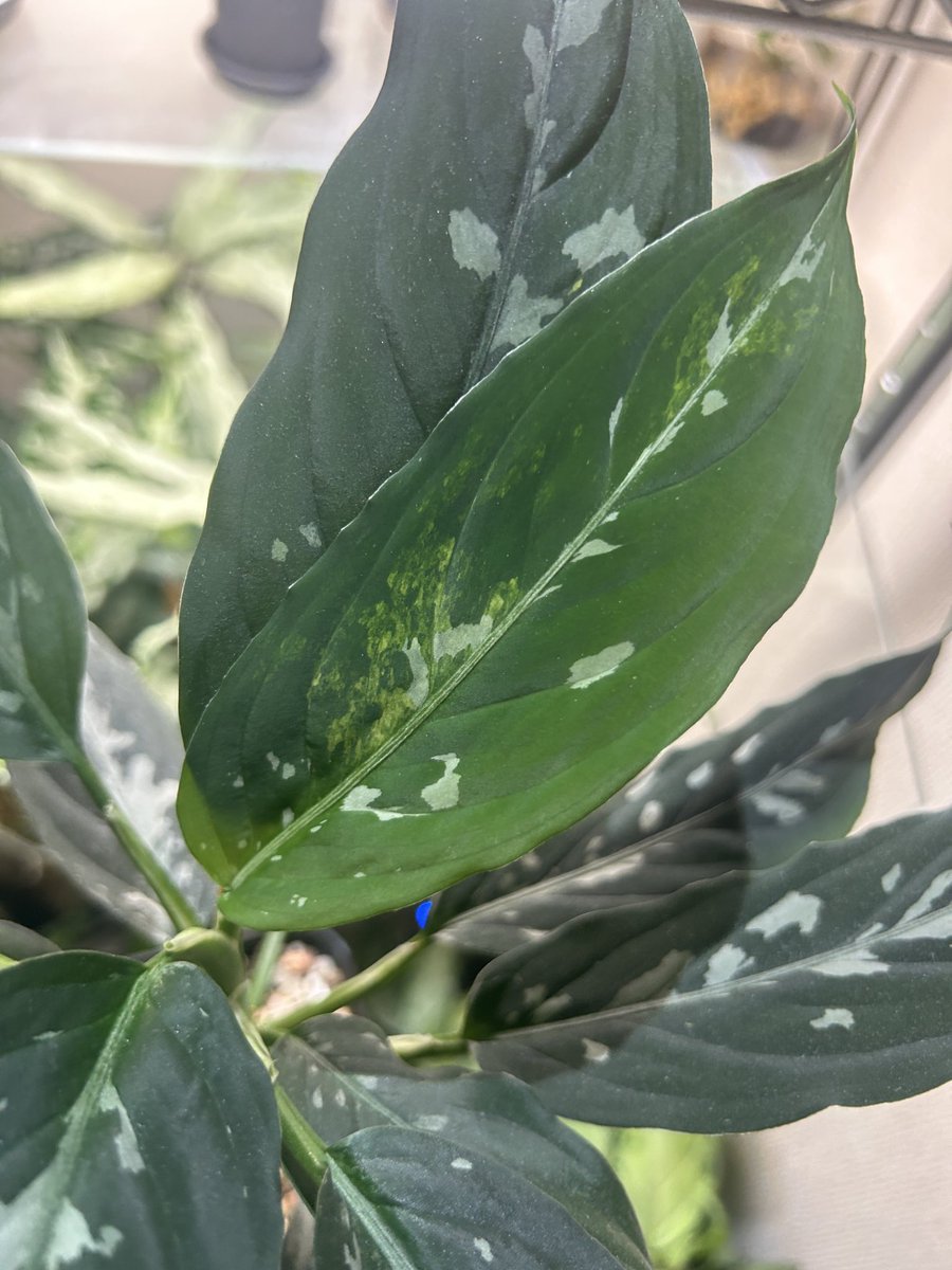 草好きの人 (@sT2ZUxShco15744) / Posts / X