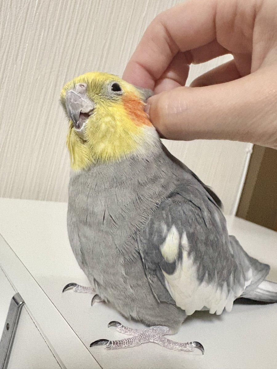 ニコが急にバタバタしだしたから、なしたのかなぁって思ったら地震か。さすが、君がいつも最初に気づくなぁ。
ニコは怪我なく元気です