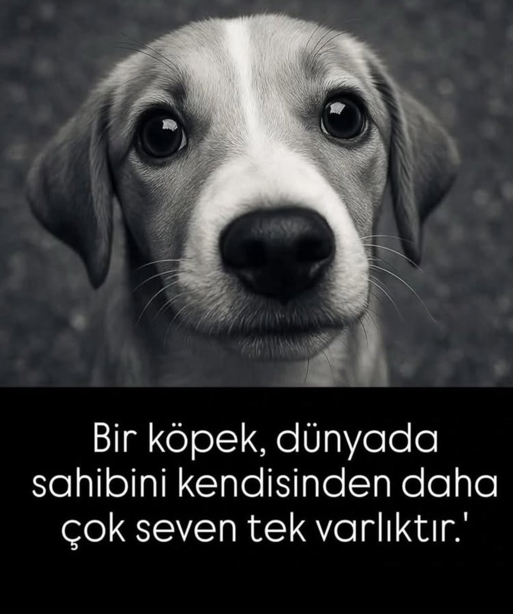 Sizi hak etmedik ama Tanrı, sevgisini dört ayağa ve masum bir kalbe sığdırıp bizi yine de onlarla ödüllendirdi.