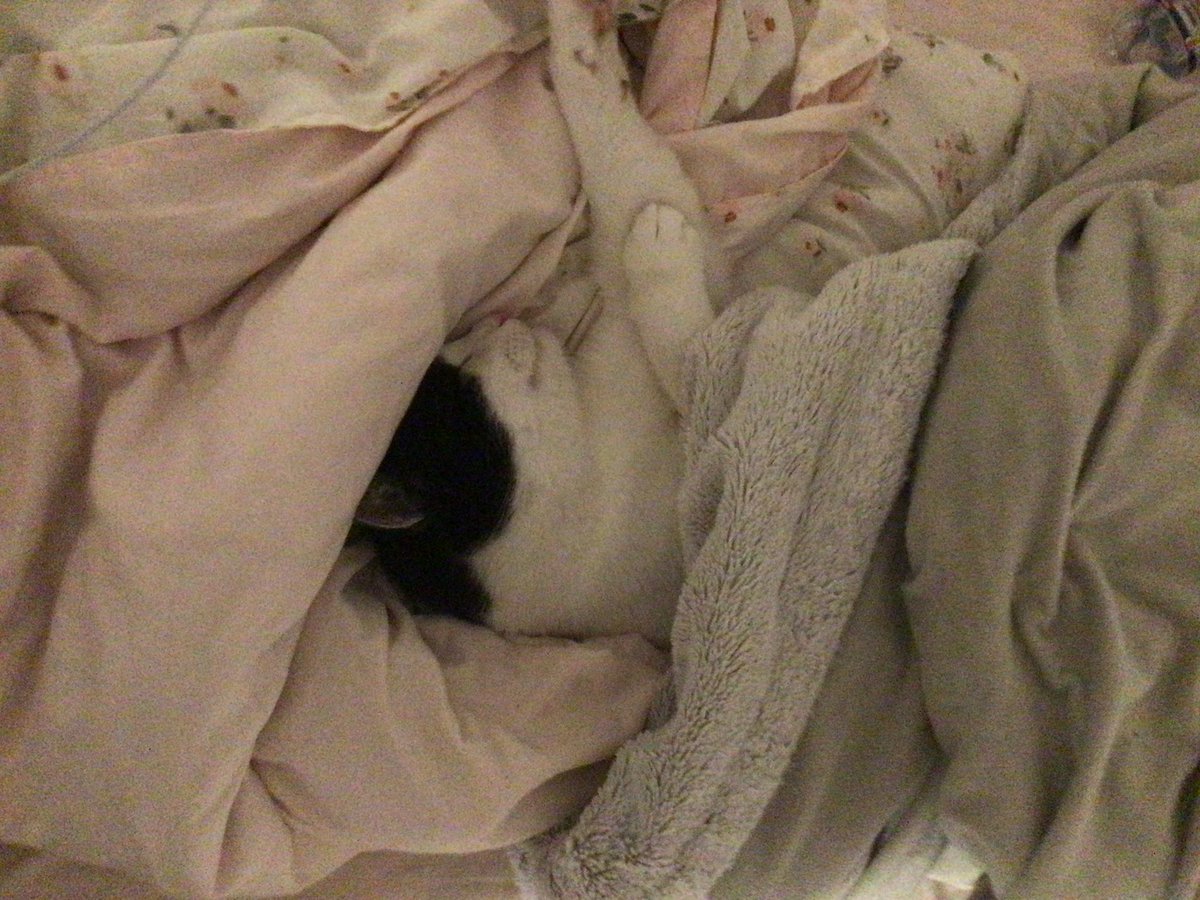 Bro ist eingekuschelt in meinem Bett als würde er Miete zahlen