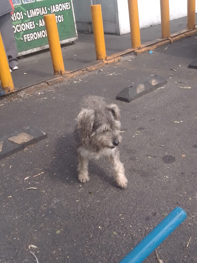 HELA_MORE's tweet image. Nos acaban de reportar a este perrito que permanece junto a un puesto de tacos, acercándose con hambre para pedir un poco de comida. 

Una persona le compró un taco, pero un hombre sin corazón lo pateó en la boca para correrlo y hasta pisoteó la comida que le habían dado. El…