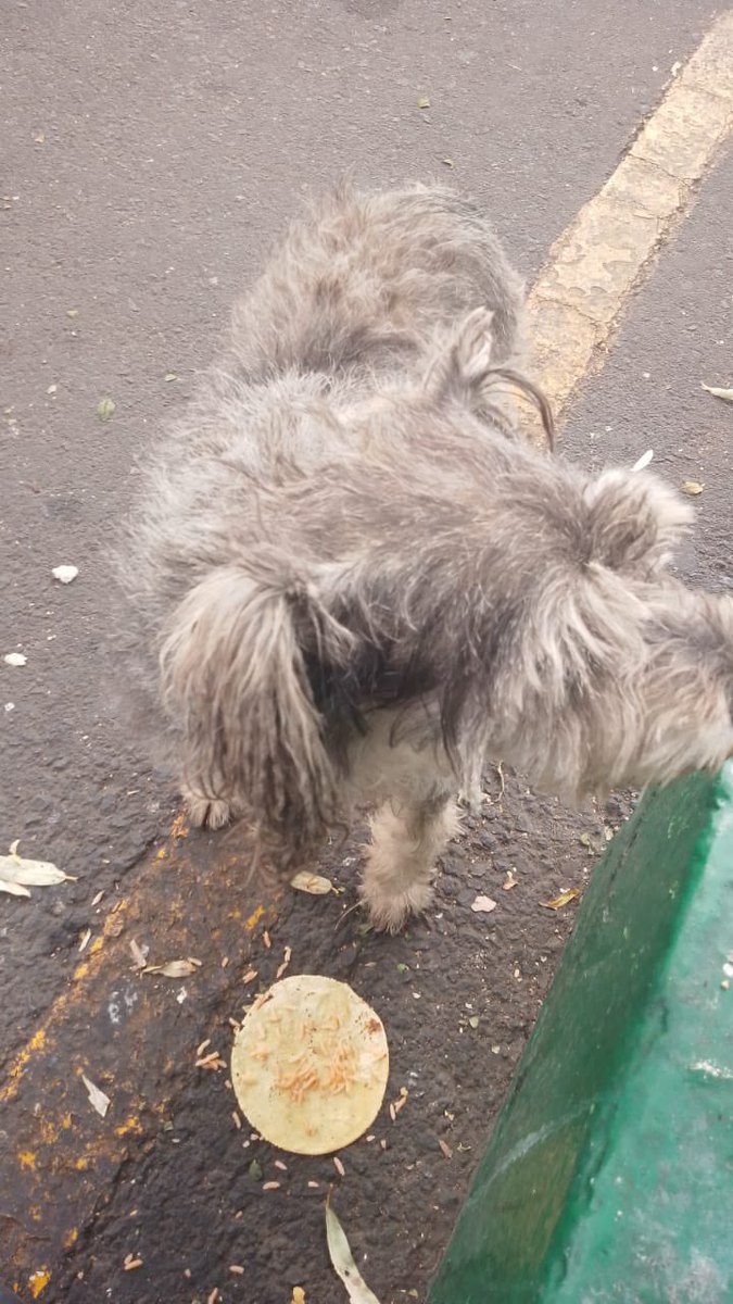 HELA_MORE's tweet image. Nos acaban de reportar a este perrito que permanece junto a un puesto de tacos, acercándose con hambre para pedir un poco de comida. 

Una persona le compró un taco, pero un hombre sin corazón lo pateó en la boca para correrlo y hasta pisoteó la comida que le habían dado. El…