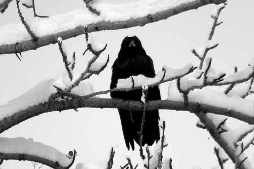 spookyxxboobs's tweet photo. wild winter https://t.co/9TsuIhNq3n