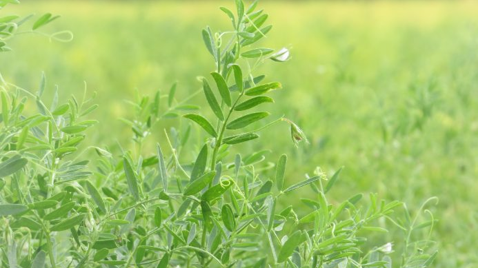 Crop Development Centre - USask tweet media