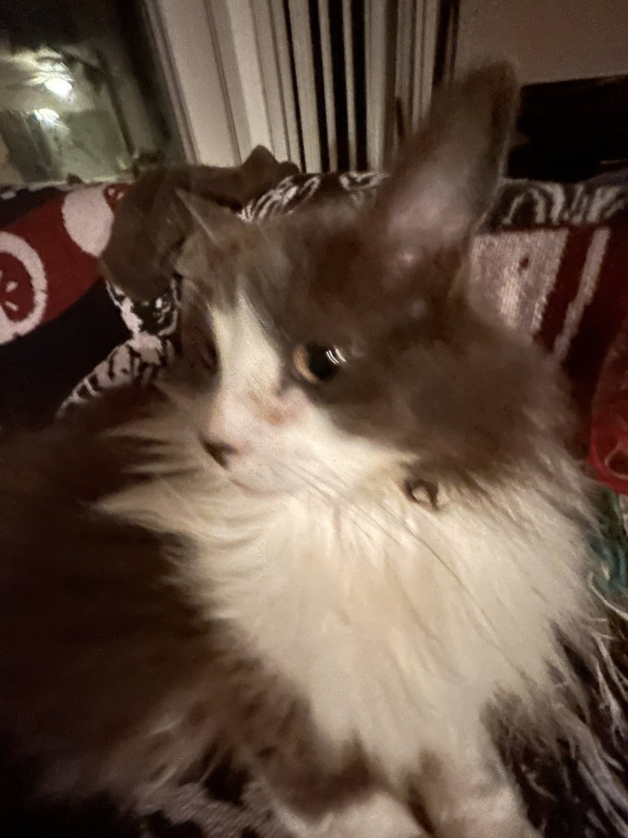 _grimmm_'s tweet photo. @DrAllyLouks smelled cat https://t.co/IzfjXfF5V8