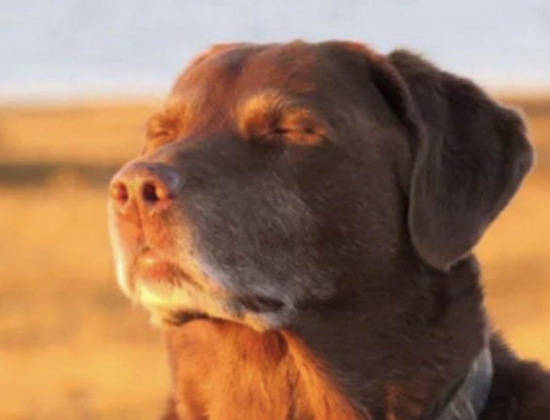 iVoidv's tweet image. Oh my lord
twitch.tv/ivoidlol