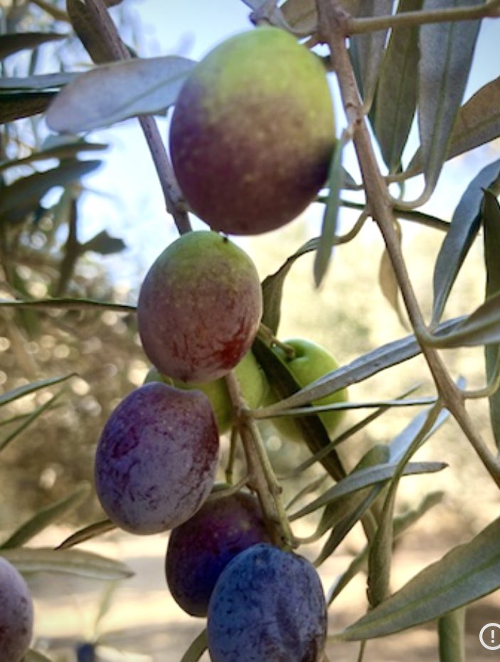 Erken hasat bir pazarlama oyunu mu?

Bu soruyu pek soran olmuyor 
 Ben soruyorum. Çünkü mesele sadece “acı yağ” değil; bilim, besin değeri ve verim meselesi.

Çok Erken hasat = yüksek polifenol
Evet, doğru.
 Ama “daha çok polifenol = daha faydalı yağ” demek doğru değil.
 Çünkü