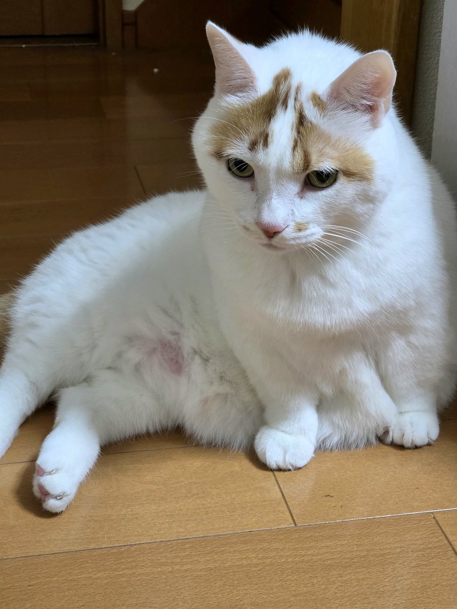 みーちゃんページ みーちゃん (@pon3767) / Posts / X