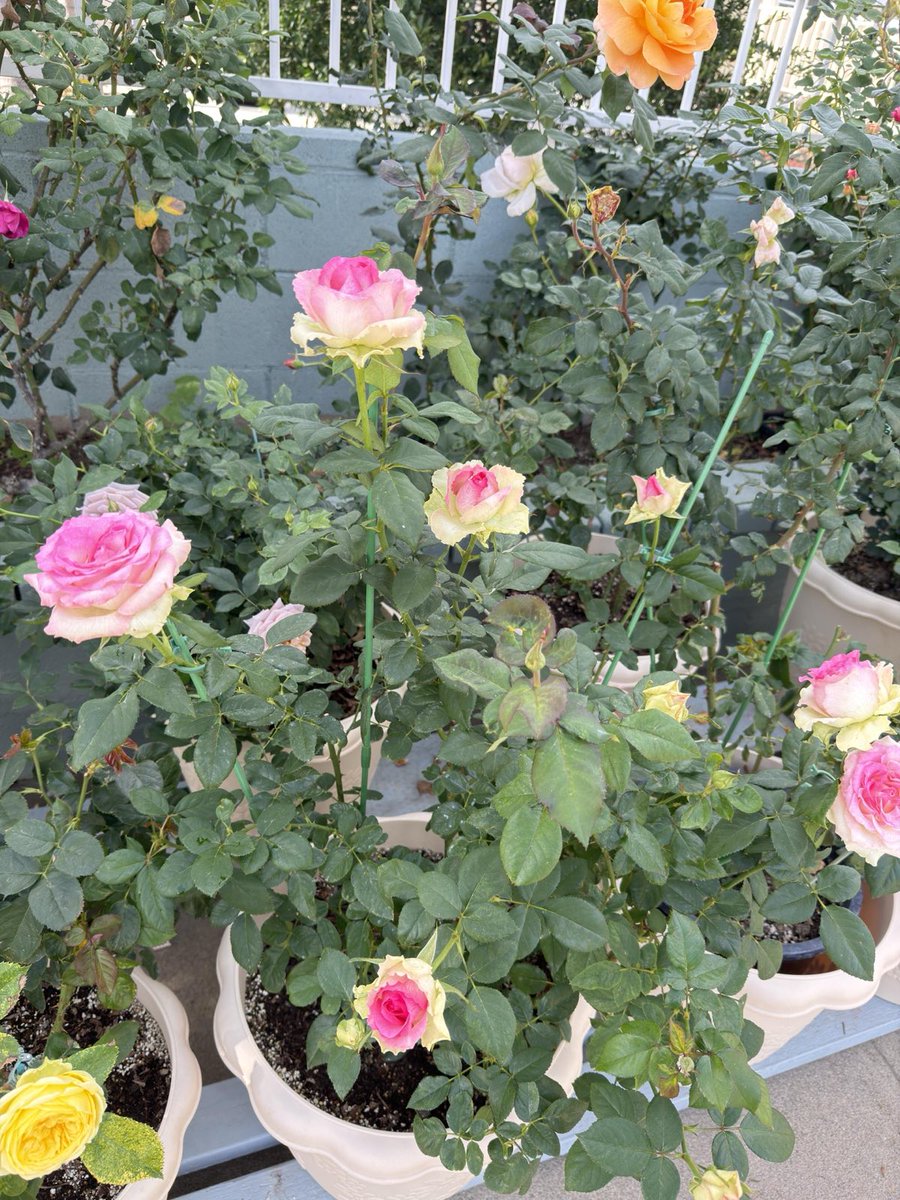 Cuddle_Rain's tweet image. This morning I saw the most beautiful view in my backyard