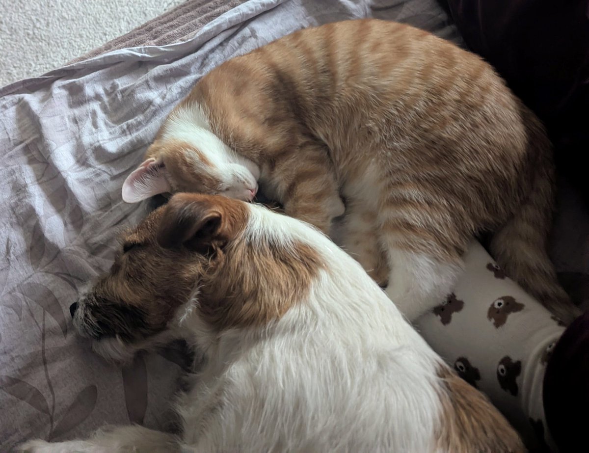 Вообще мы заводили это рыжее недоразумение как компанию Саге. А вот что получилось