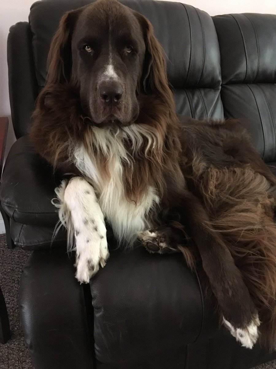 Violet the Newfy 🌈 12/5/2025 tweet media