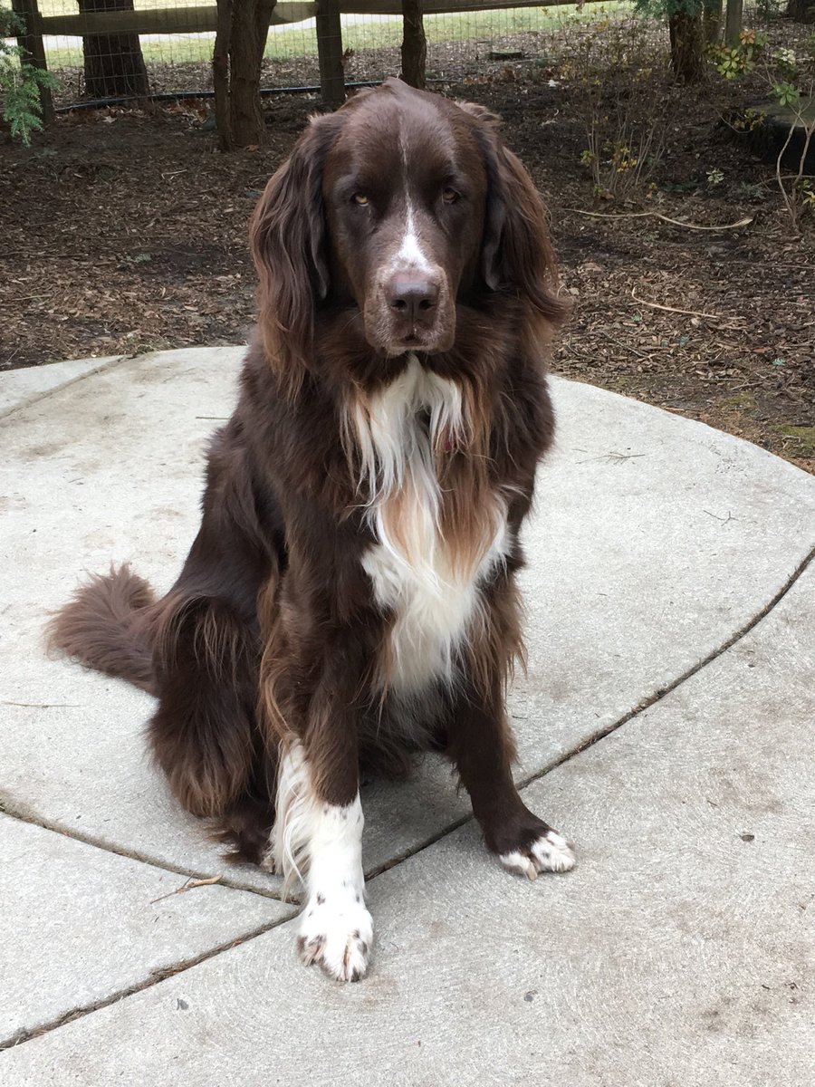 Violet the Newfy 🌈 12/5/2025 tweet media