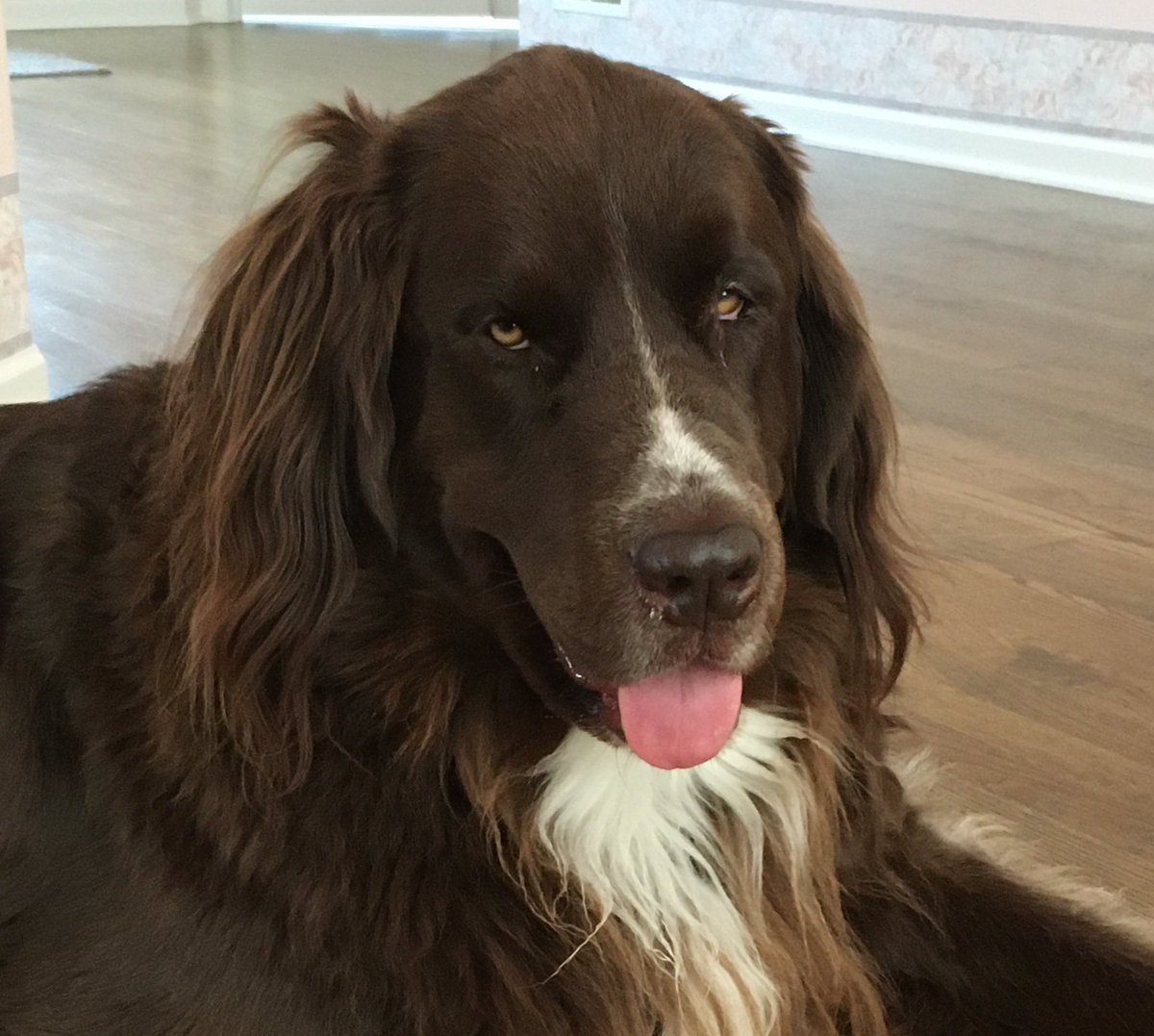 Violet the Newfy 🌈 12/5/2025 tweet media