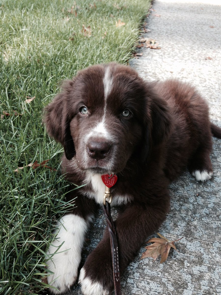 Violet the Newfy 🌈 12/5/2025 tweet media