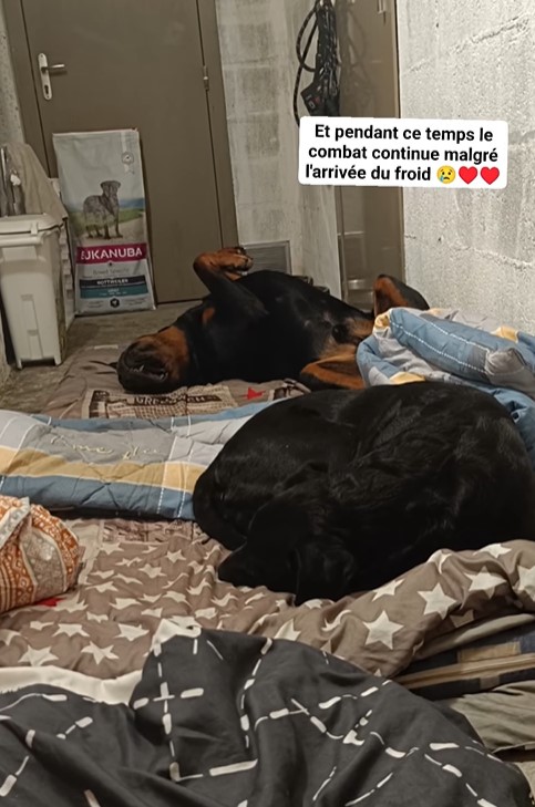 MissingTarn81's tweet photo. 08.12.25 URGENT. Raymond et ses 2 chiens ont besoin de pouvoir être logés sur #NIORT. Pour le moment, ils sont dans une cave. Chiens sans problèmes + profil clean de Raymond : on a vraiment vu pire comme locataire !! Tous les détails sur son compte : https://t.co/aCVz8a0ZgX https://t.co/OTMgLSUlHH