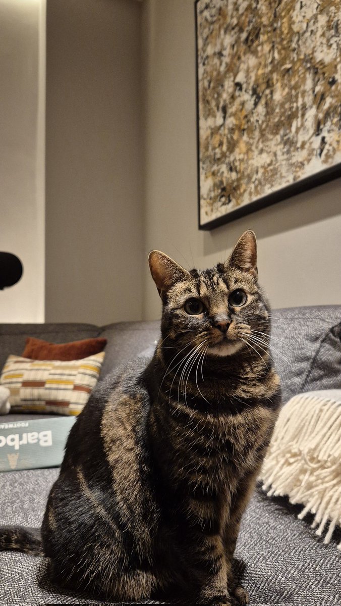 Dolly sends love and purrs 🐾❤️🌈
#HedgewatchForFrancisAlbert