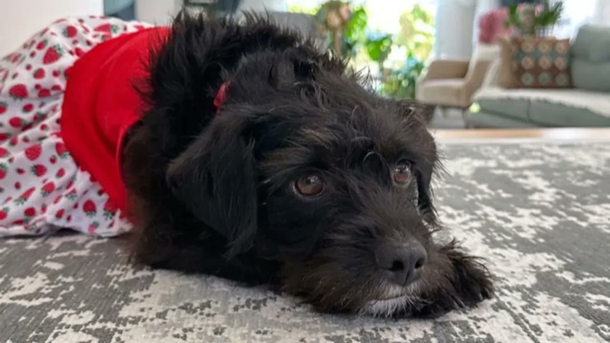 DogDeskAction's tweet image. 😢 A dog named Mila was shot and killed by a neighbour 🇹🇷 who concealed her body in a bag &amp;amp; dumped her by a stream 🤬

DDAA demands justice and urgent reform so no more lives are lost, we are following 
#AnimalWelfare #JusticeForAnimals