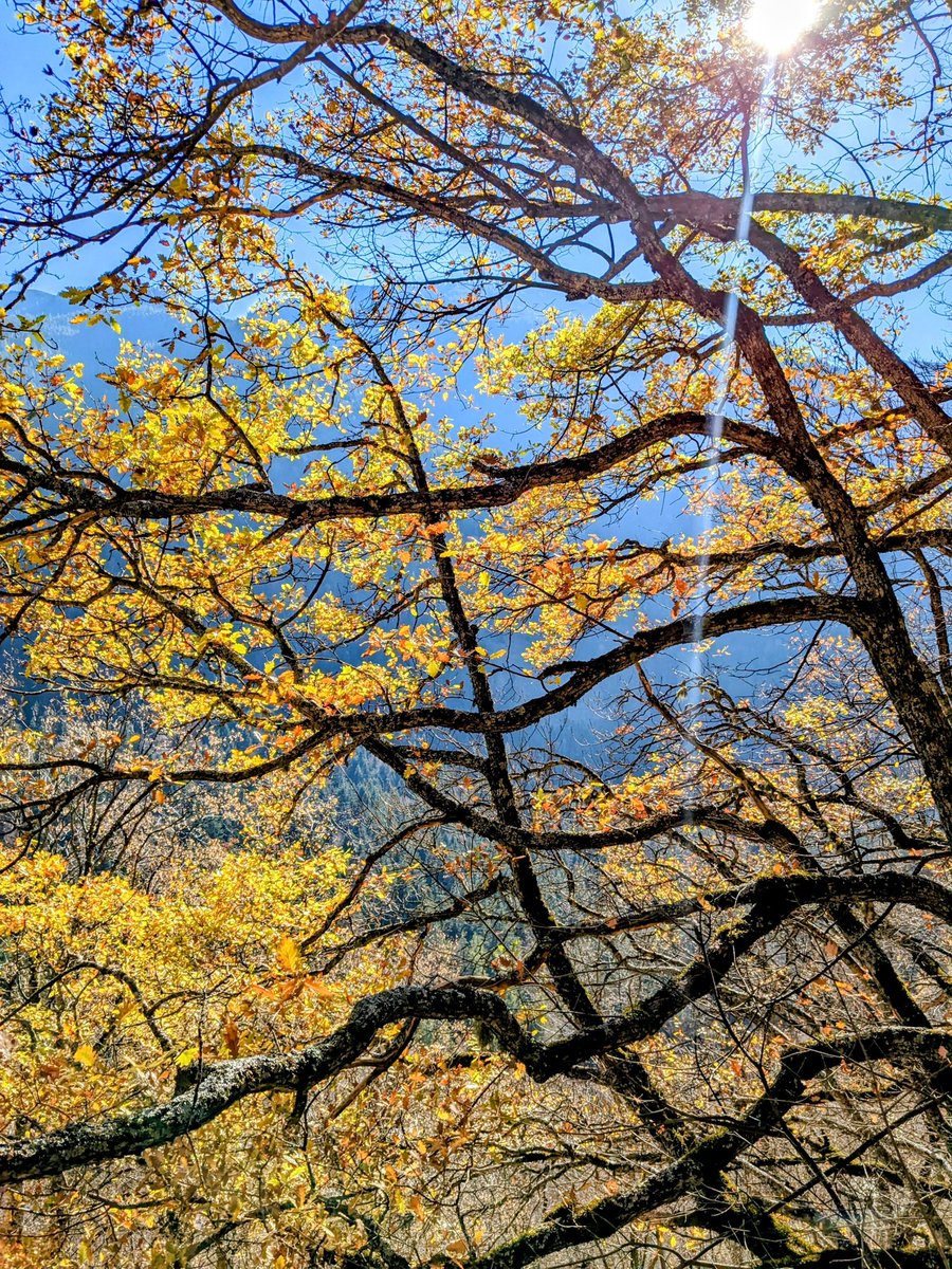 @maebichka 2022年10月至11月，途经科尼亚和伊斯坦布尔，搭乘卧铺火车前往索非亚，烹制了根茎类蔬菜炖菜，欣赏了如梦似幻的保加利亚森林，在青年旅舍结识了一位终生挚友（“伊尼戈”），并说服他和我一起搭乘夜班巴士前往萨格勒布拜访我的