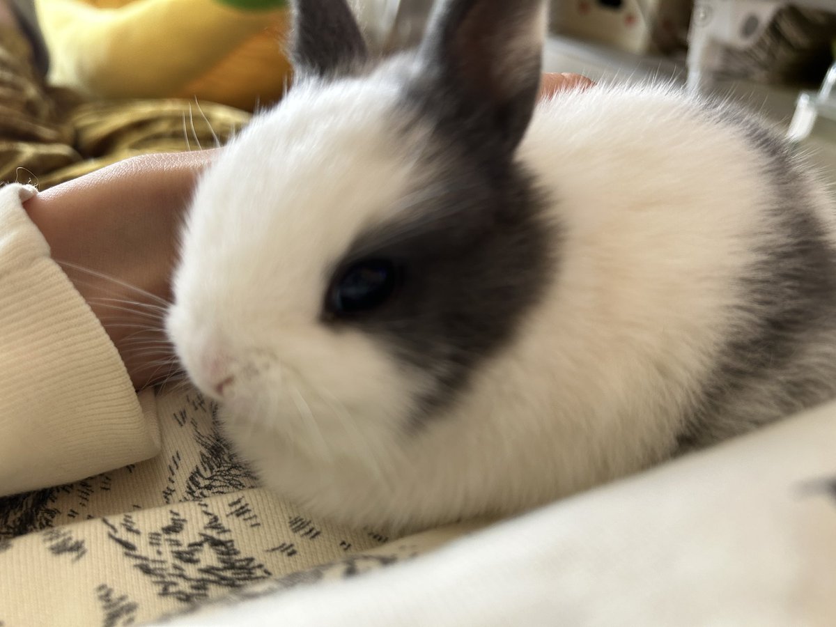 まじでうさぎ可愛かったんだ、、、