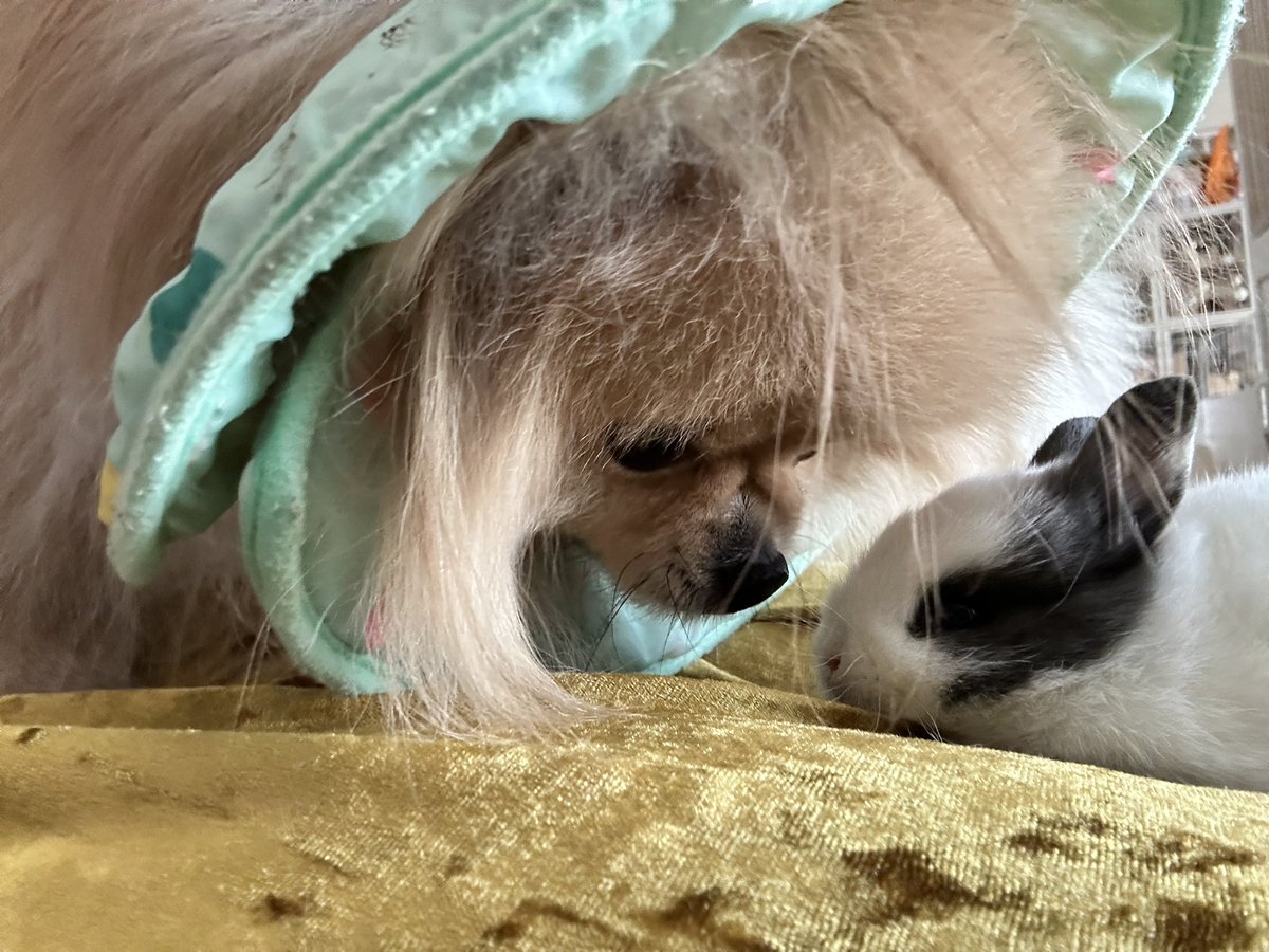 まじでうさぎ可愛かったんだ、、、