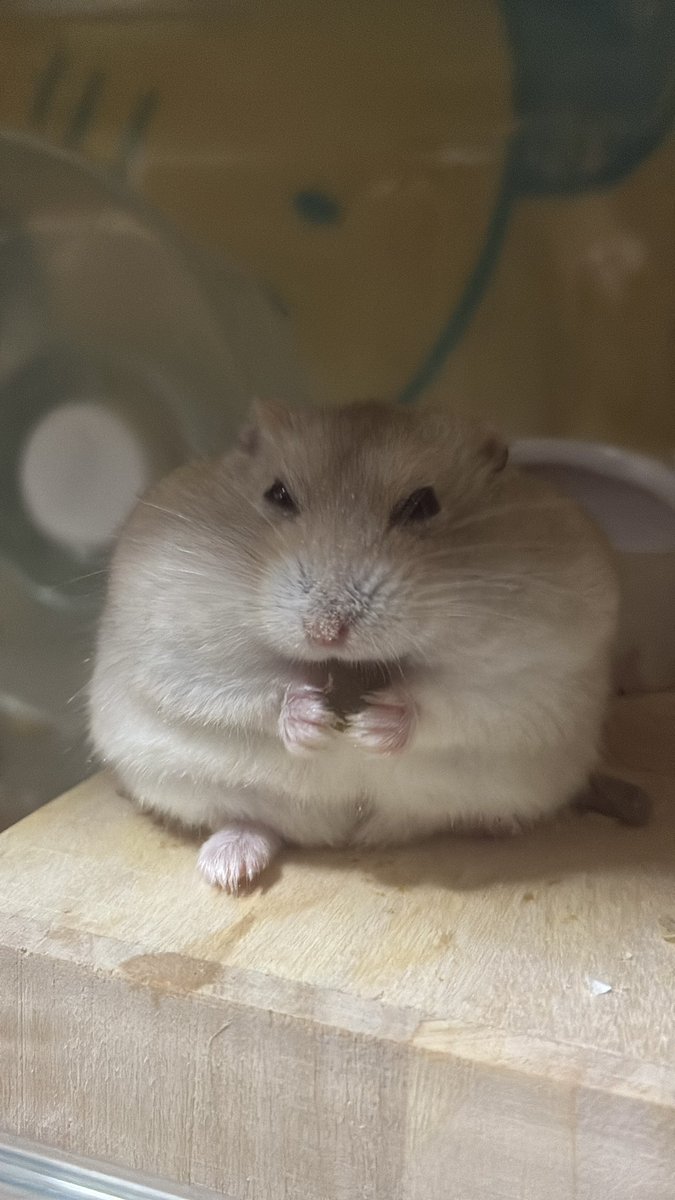ハムスターの画像貼り付け場 Community on X - 6.9K Members