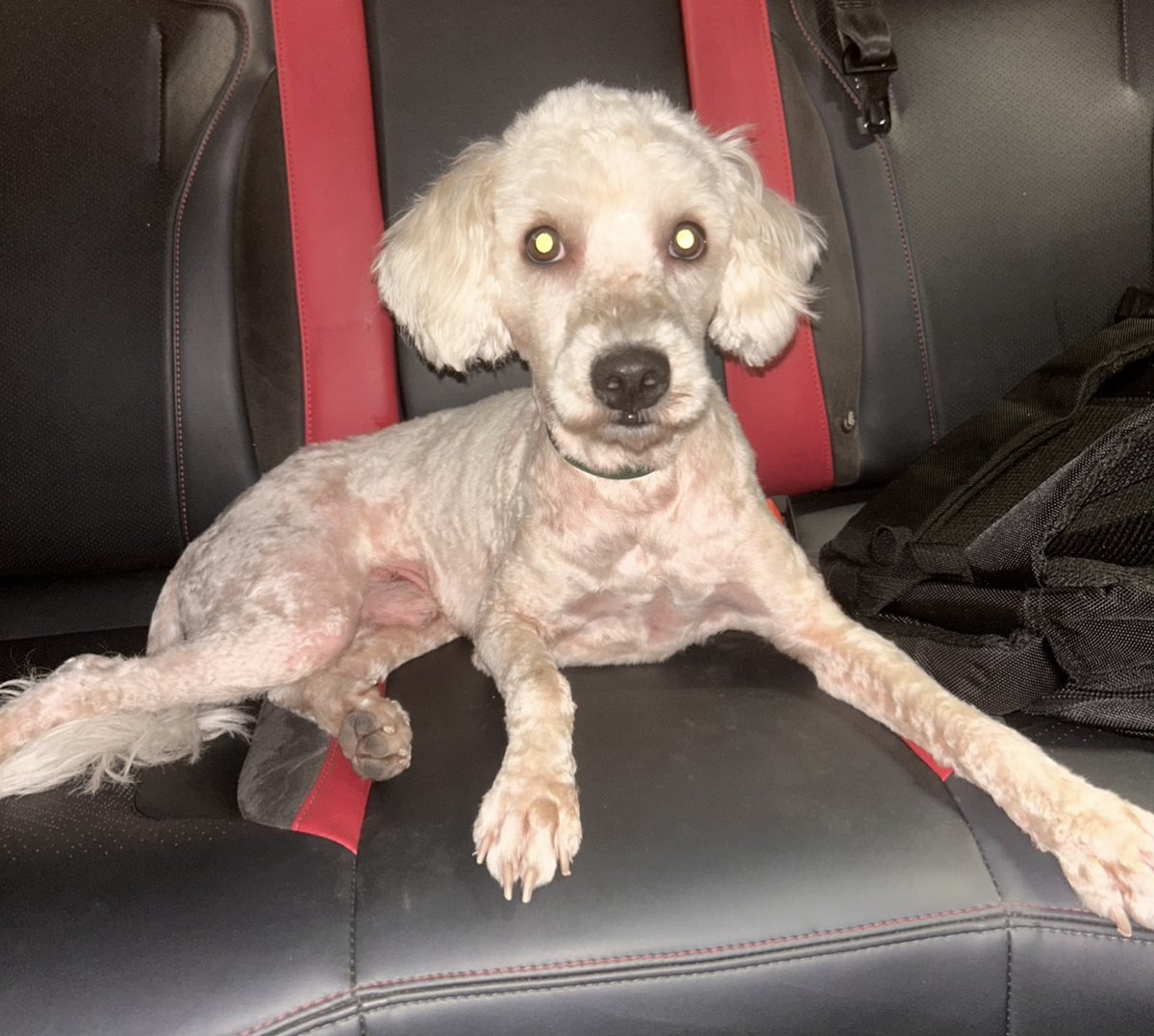 #ENCONTRADO  #GUAYAQUIL
Fecha: 2025-12-08
Sector: Norte,El Cóndor, Atrás del Riocentro norte 
Sexo: Macho
Raza: Caniche 
Observación: Está recién hecha la peluquería, tiene una cinta verde en el cuello como collar 
Contacto: 0969034924
¡Ayúdalo a volver!
 #AlertaMePerdí