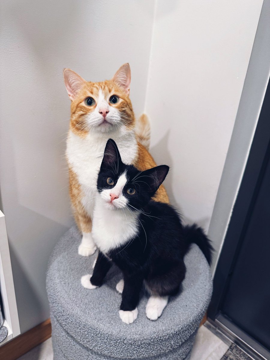 versvs_christvs's tweet image. Штрудели из Лидла набрали 1,8К лайков.
Давайте, столько же (и даже больше) котикам!