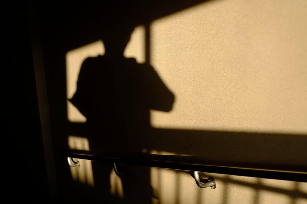 愉快な生活送り太郎 (@hassyx) on Twitter photo 