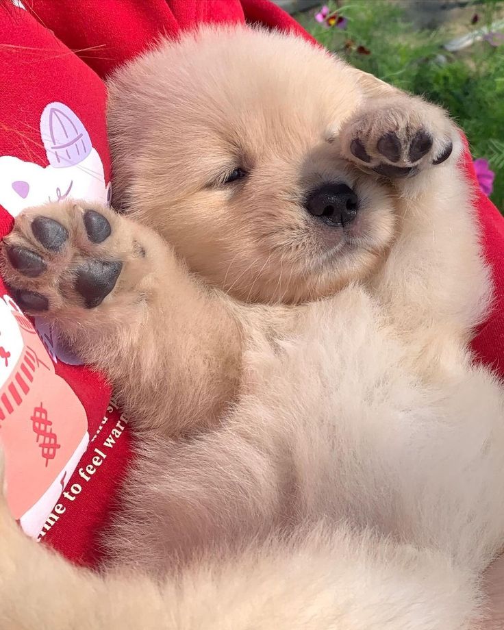 Animal Lover (@animal_fanlover) on Twitter photo 