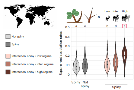 ElianVuillemot's tweet photo. 4/5 Diversification analyses reveal that species with dense architectures had higher speciation rates in herbivore-rich environments. Adding spines further boosted diversification.👉Fig.4,Fig.5 show speciation rates under different regimes.#MacroEvolution #PlantDefense #Herbivory https://t.co/QwfQ2FoTSQ