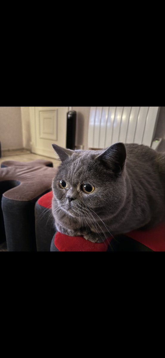 T'choupi tweet media