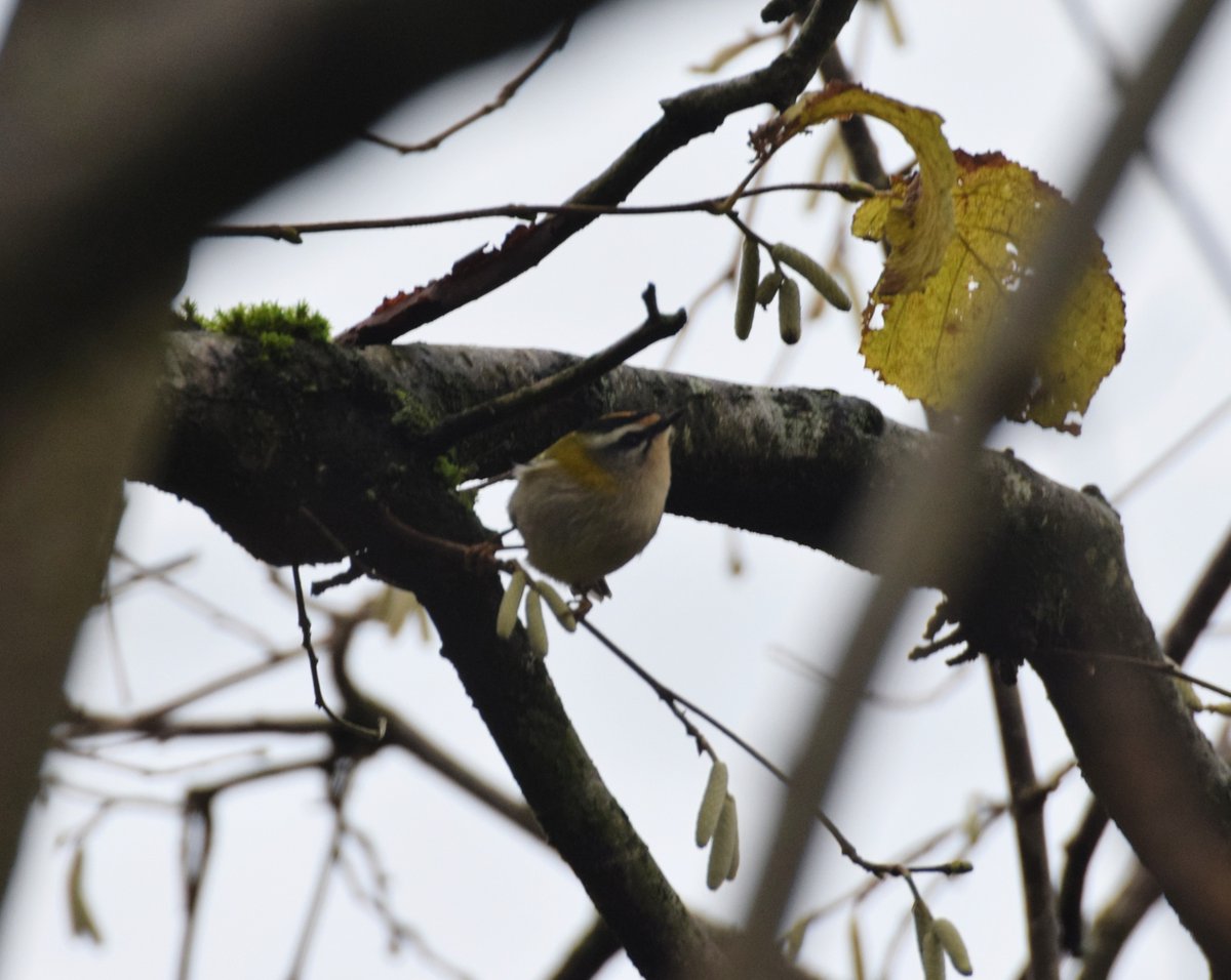 Saturday saw <a href="/jkyles32/">Kyle Smith 🏴󠁧󠁢󠁳󠁣󠁴󠁿</a> and I visiting WWT Slimbridge, for a few hours, it's always good anytime to catch up with a Firecrest, lots of goldcrests flitting about as usual.
<a href="/BirdGuides/">BirdGuides</a>