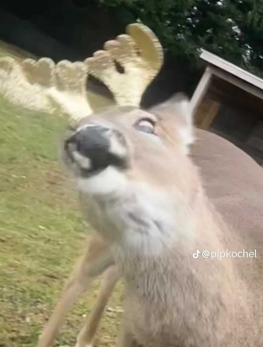 deershouldnt's tweet image. 