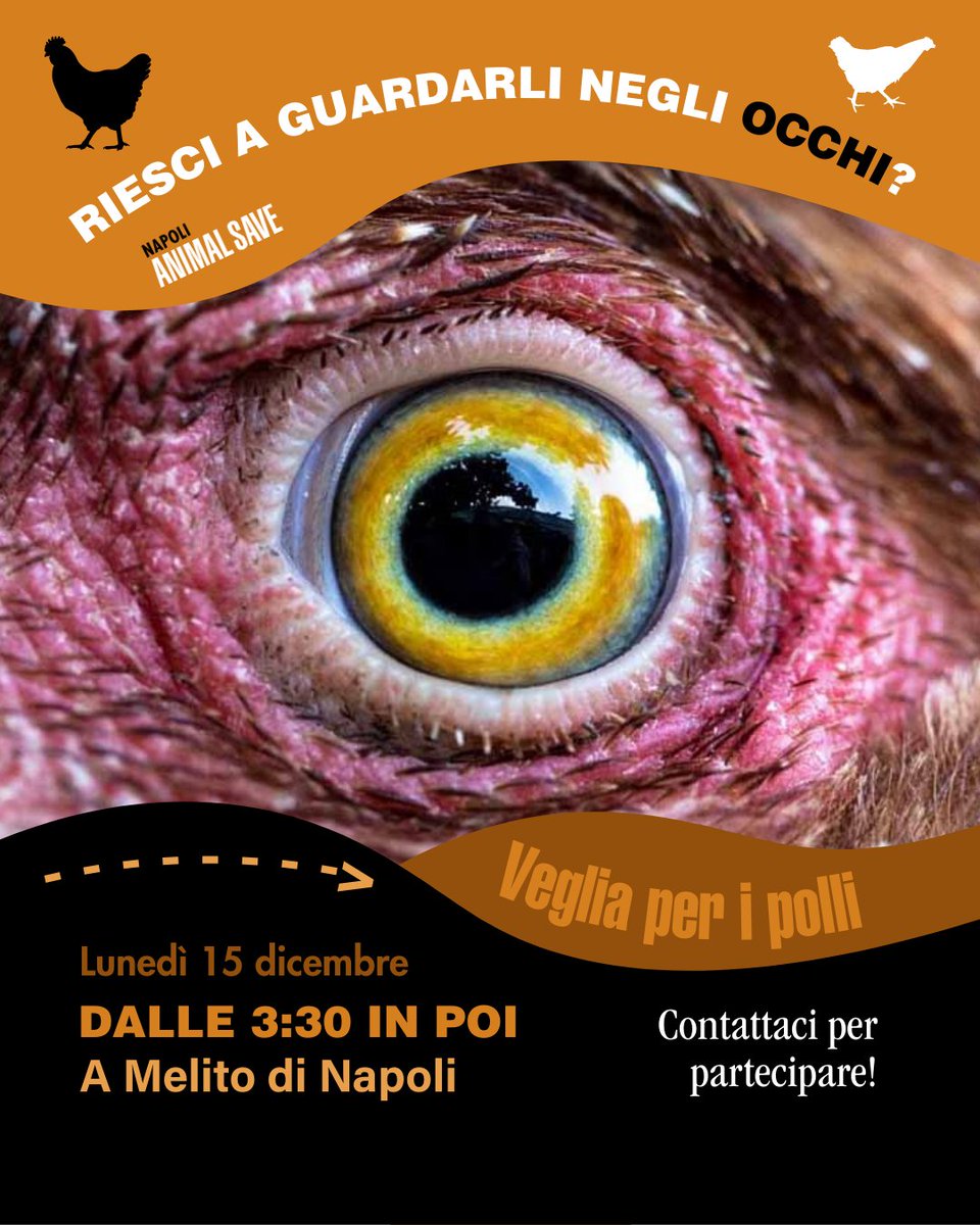 SaveNapoli's tweet image. Lunedì 15 dicembre, saremo di fronte al mattatoio dei polli a Melito di Napoli per documentare le condizioni in cui questi dolcissimi #animali vengono stipati nei camion e portati a morire… 🐔 L'orario sarà alle 3:30 del mattino.

Contattaci su IG se vuoi partecipare! 🧡

#Vegan