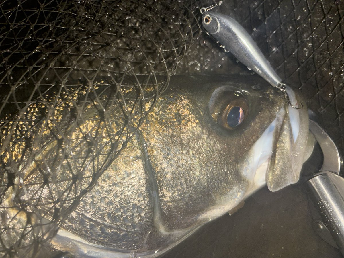 ⭐️とまとです GTAV MADTOWN 】もう終わっちゃうぞーーー；；；【ぶいすぽっ！/橘ひな