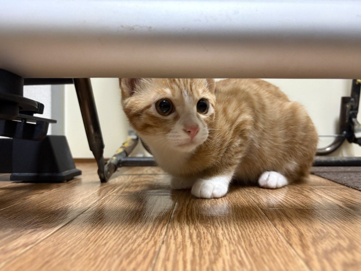 @$tunpoko$ tweet media