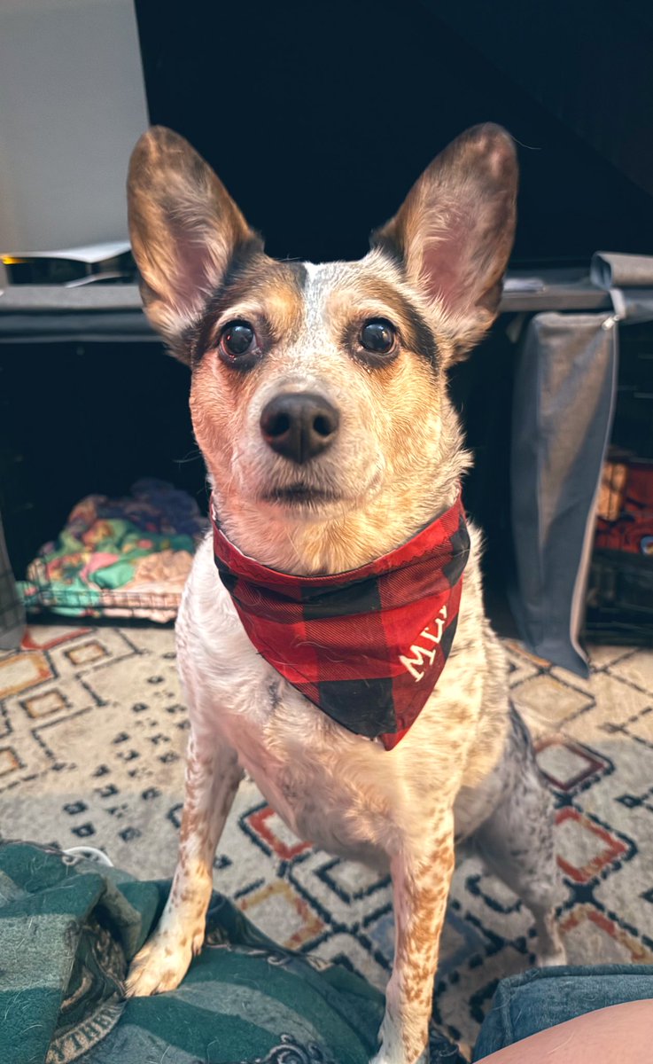 Good Morning from my boss. 🐶 ☕️