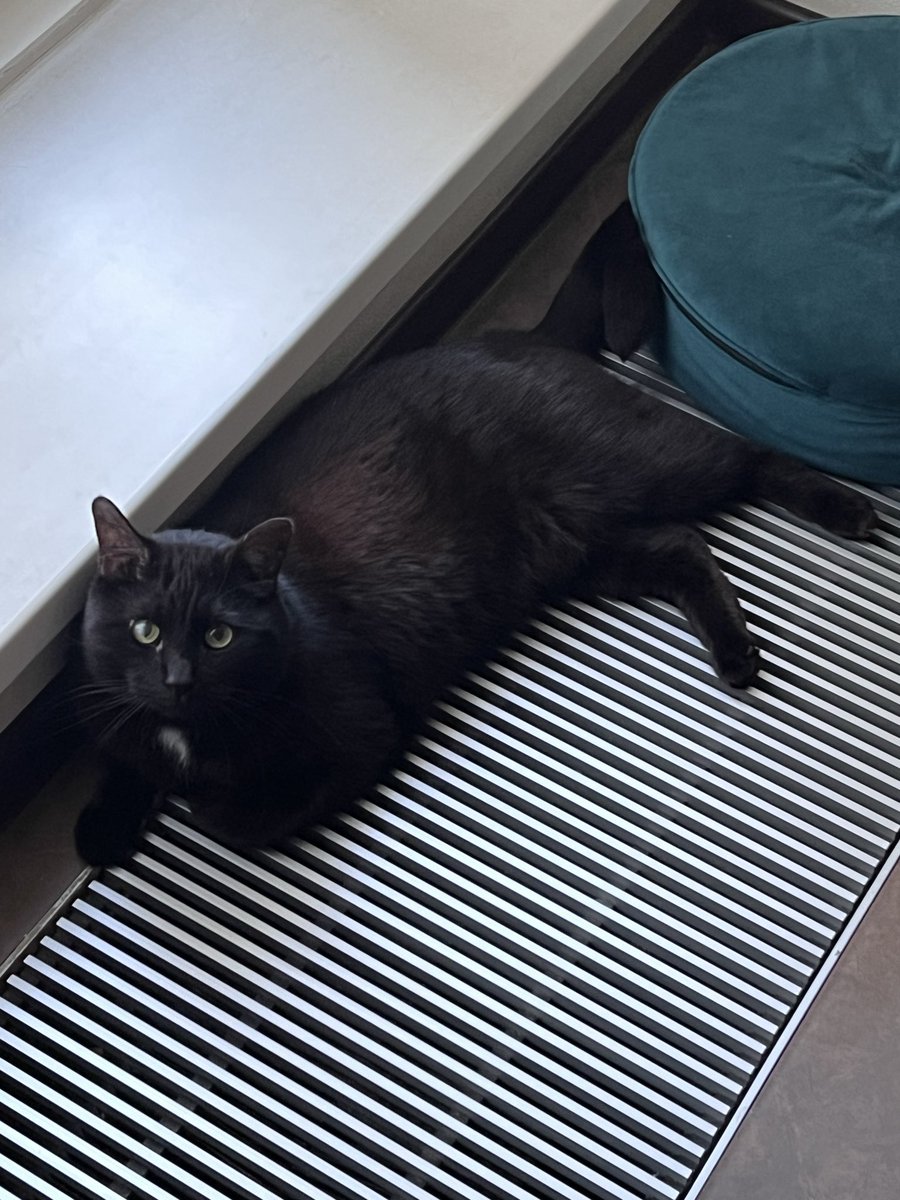 Кот ещё этот красивый, не могу просто 🤗