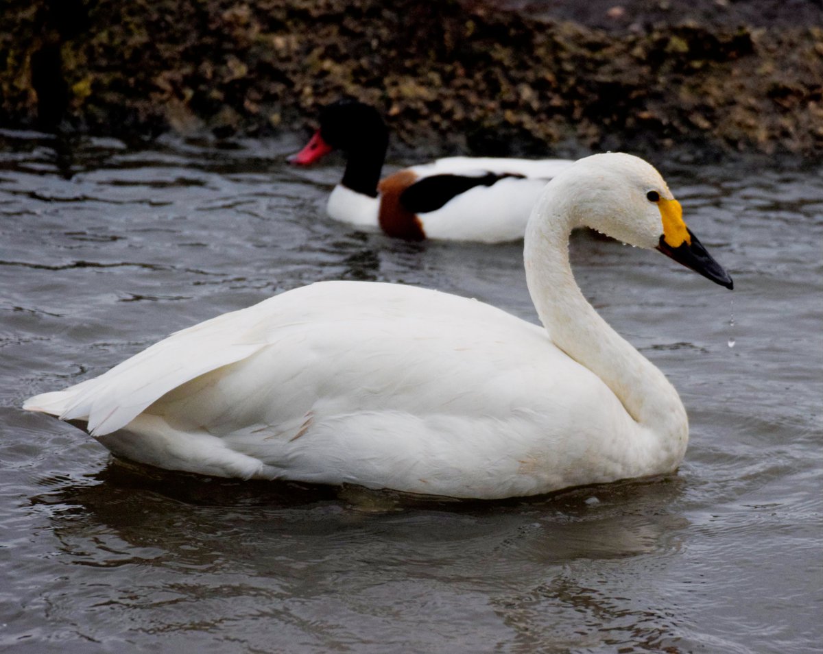 A few more from WWT Slimbridge on Saturday, It was great to see so many Pintails, they have to be one of the smartest ducks, lots of other birds about, nice to catch up with the Bewick's again, 60 odd species made for a decent morning out for <a href="/jkyles32/">Kyle Smith 🏴󠁧󠁢󠁳󠁣󠁴󠁿</a> &amp; I.
<a href="/BirdGuides/">BirdGuides</a>