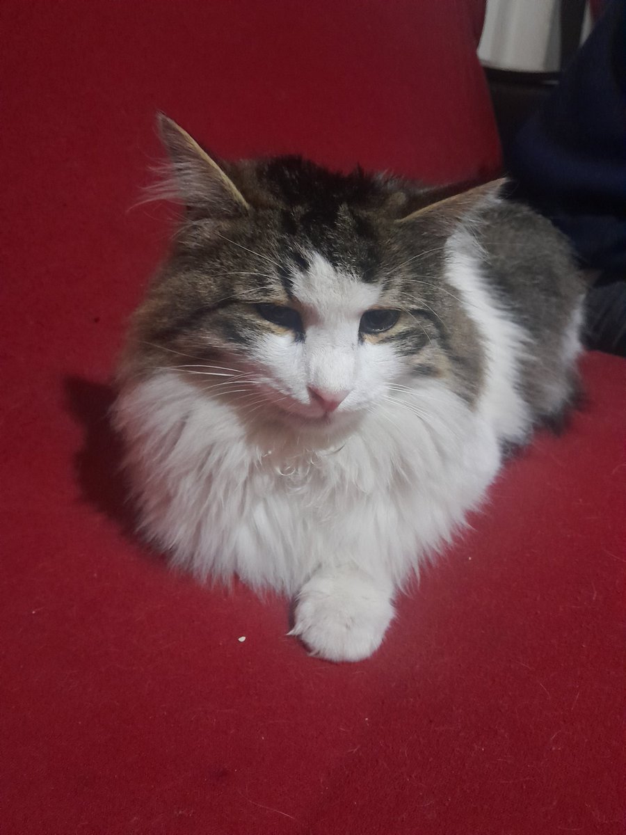 Yakışıklım benim 😼