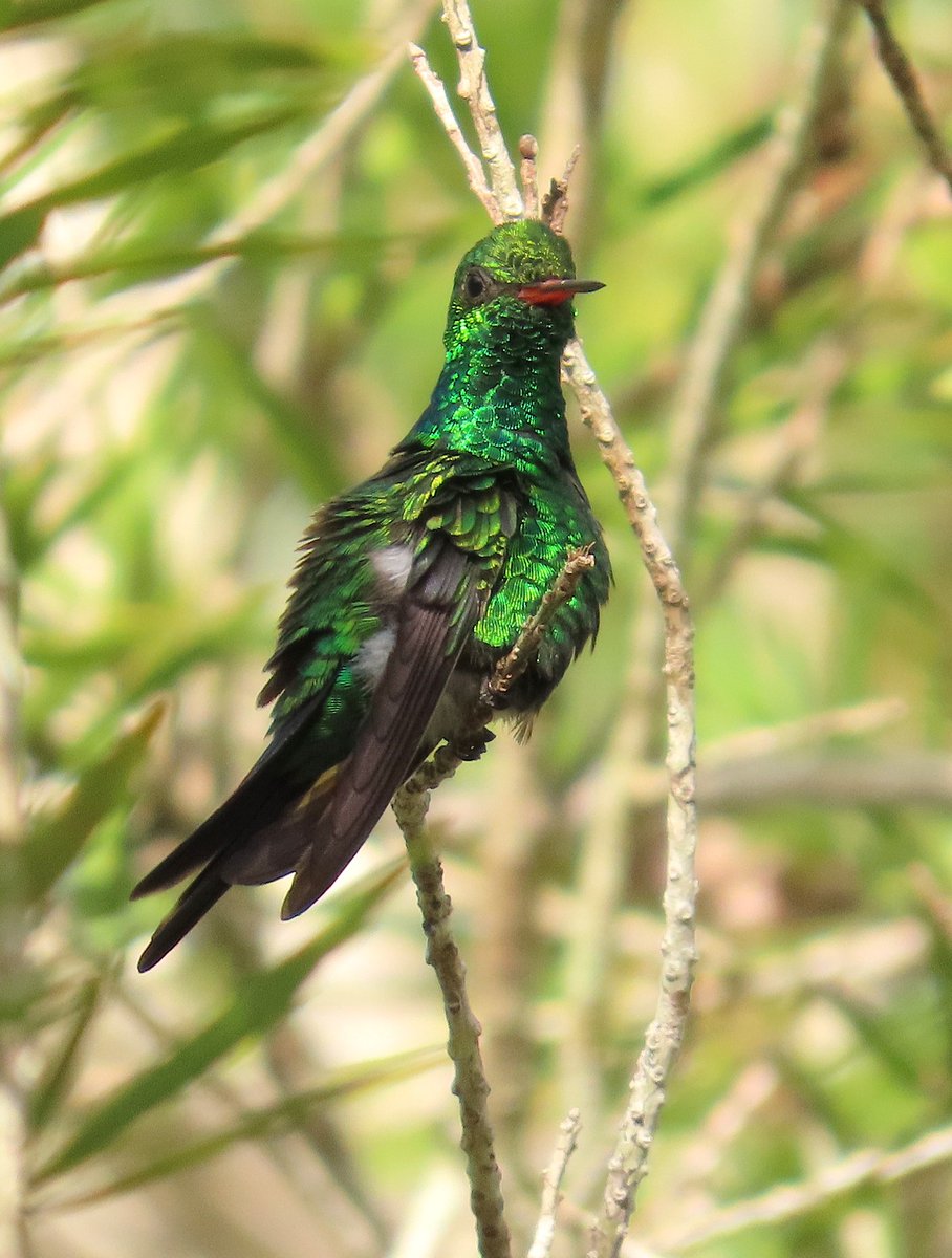 Species: Canivet's Emerald (Cynanthus canivetii)
Location photographed: Toledo, Belize
Status in Belize: Fairly common to uncommon resident
Photo📷: Christian Bech
#BirdsofBelize #BirdsSeenIn2025 #birds #BirdsofX #birdwatching