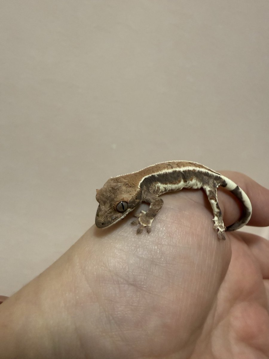 さっき地震があった時、私の手にはコオロギ🦗と格闘してるフラぺが。
思わず下にいた子供達に爬虫類ラック押さえて～！！と叫んだ🙈しかもその後の雷の音も怖かった💦
写真は🦗食べ終わった子
#クレス
#地震