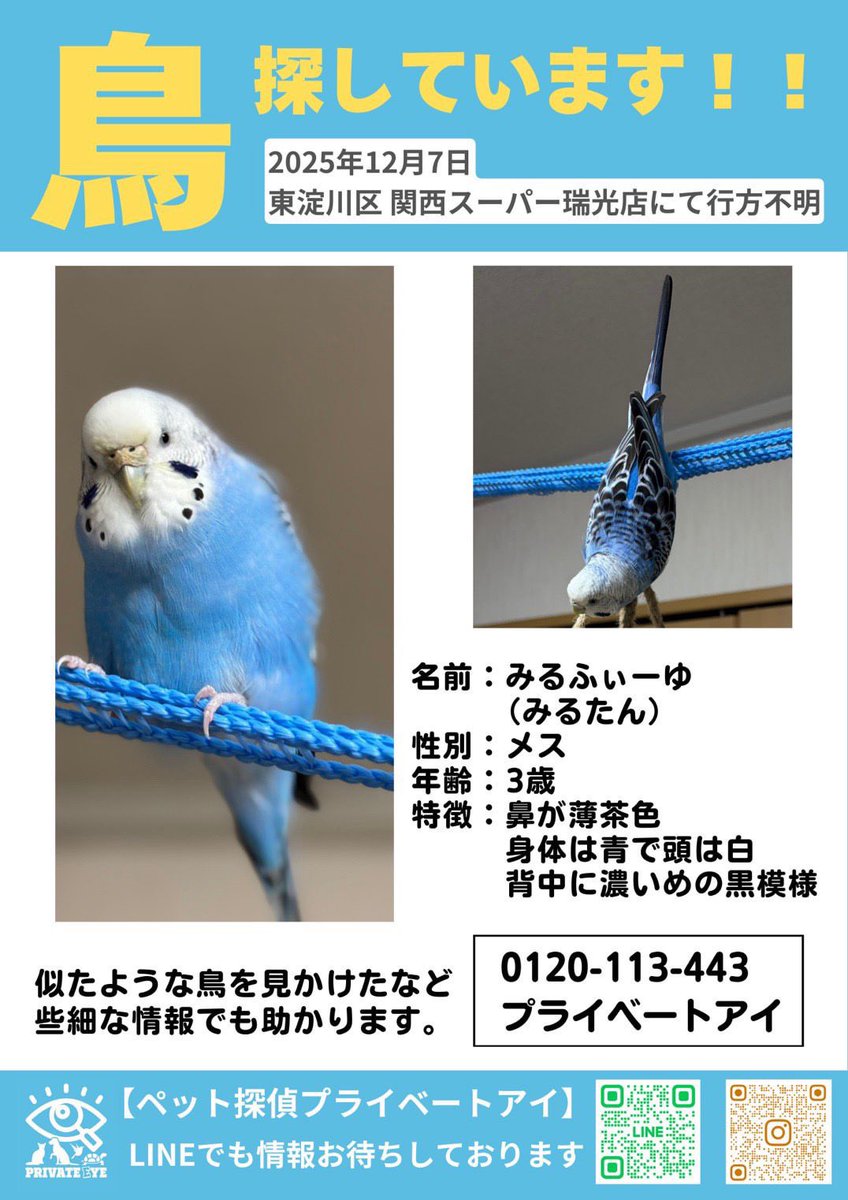 鳥友さんのインコちゃんを探しています。 大阪の方どうかお力をお貸し
