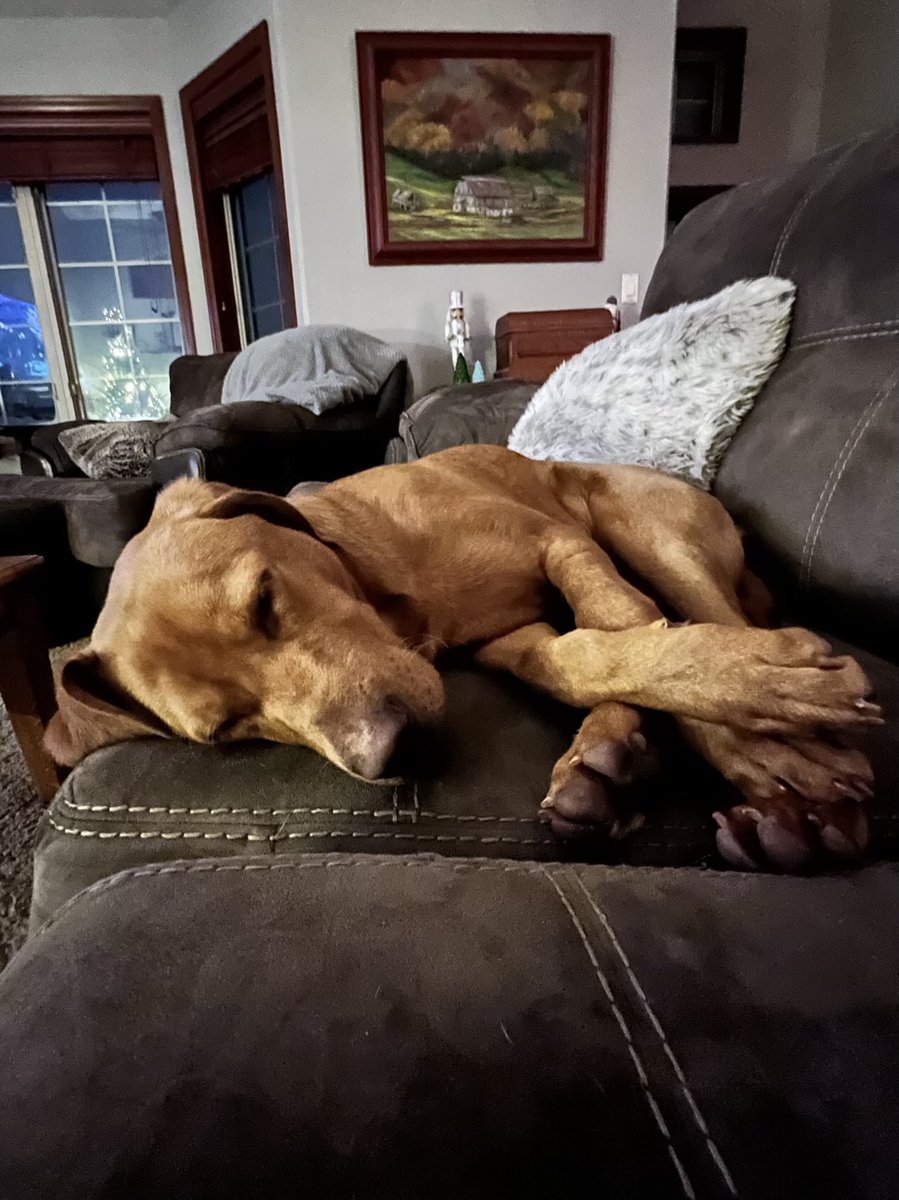 One tired puppy after hunting in the snow!