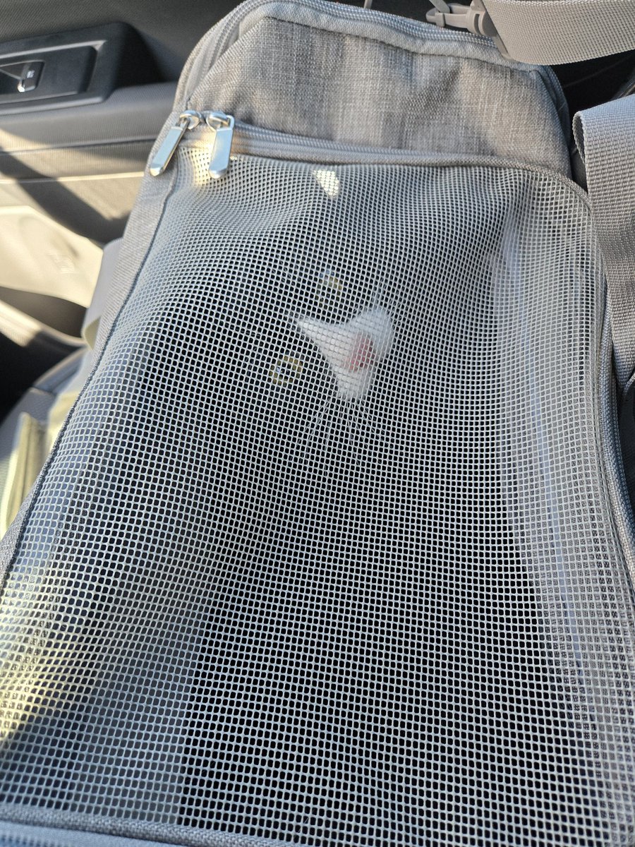 ToWriteHerWords's tweet image. Miss Zoey hopes your Monday is going better for you. She is on the way to the vet for her annual vaccines and check-up and she is being quite the grumpy puss about it.