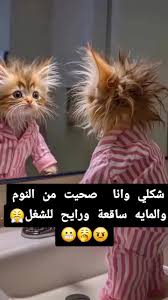 ليان الجوهرة tweet media