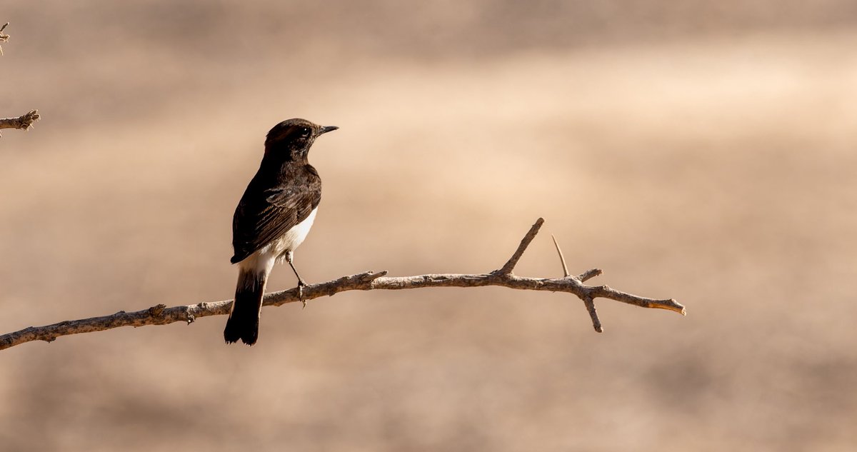 Variable Wheatear is relatively scarce around #Oman these days. We had a few at Musandam in the far north of the country at the end of November.
#birds #birding #omanbirding #BirdsSeenIn2025