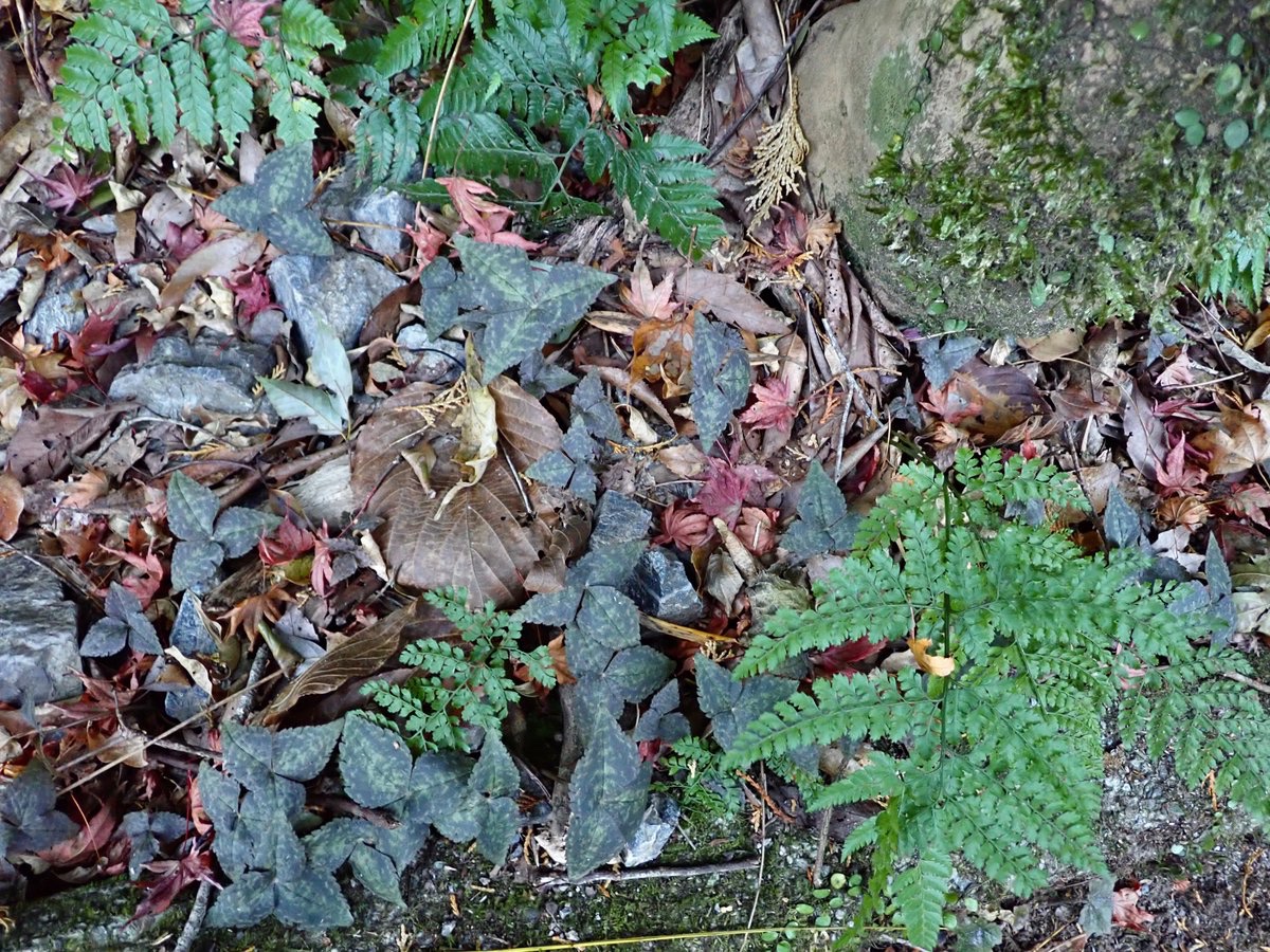 ユキワリイチゲの葉模様

ミツバと取り違えてキツネノボタンの誤食の報告は度々聞くけど、ユキワリイチゲでは聞かないのは、
このまったく食欲そそられない模様のおかげ？