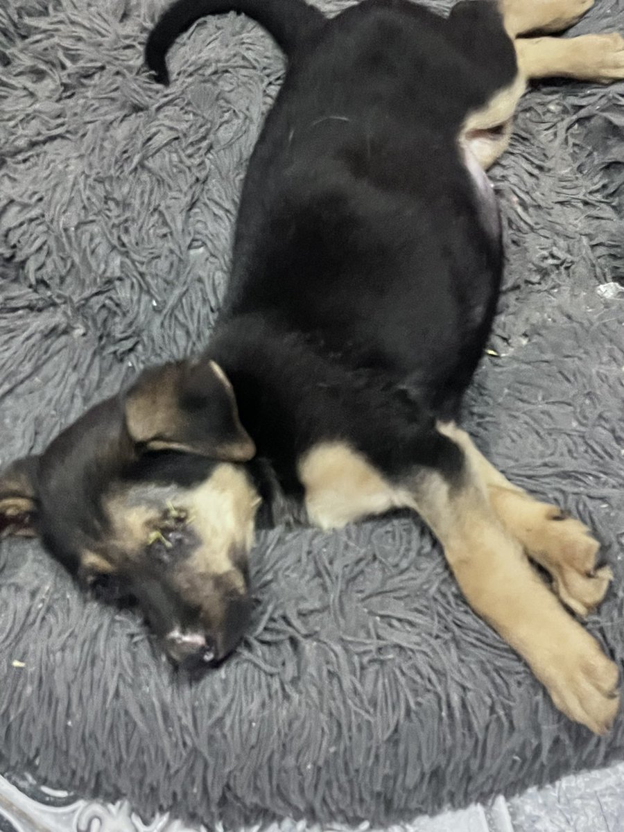 Alguien se tomó el feriado muy enserio 💕 
Meme duerme la siesta como una reina ☺️ 
Vamos…sabemos que tiene que existir en algún lado una familia para esta peque